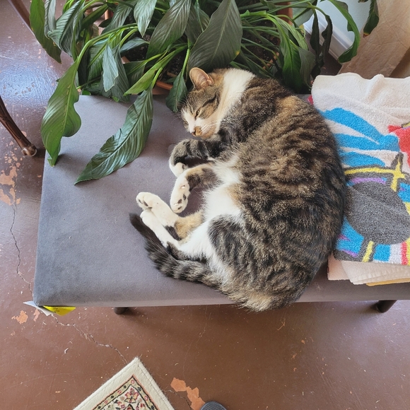 Meet Your Posher, Allie and Diane!! - Picture 6 of 8